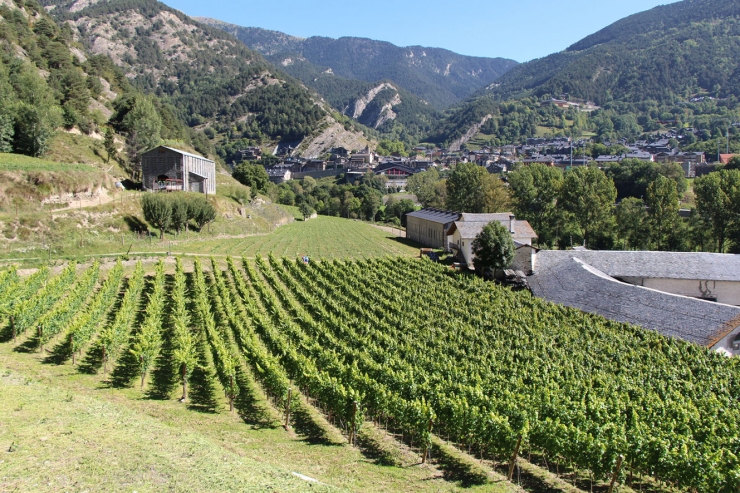 Vinyes de la finca de l'Any de la Part, a Ordino.
